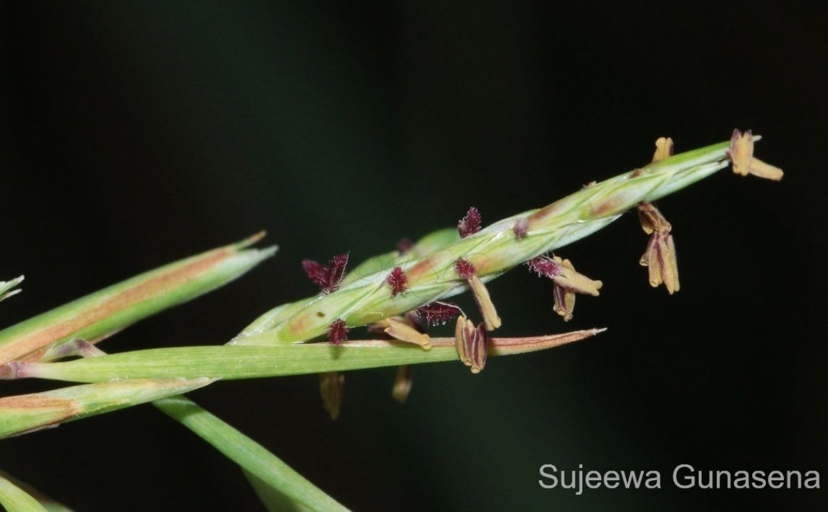 Cymbopogon citratus (DC.) Stapf